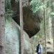 skalní vyhlídka Stráně přerostlá vysokými stromy