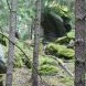 skalní vyhlídka Stráně obklopená vysokými stromy